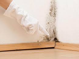 Best Black Mold Removal  in Mentor, OH